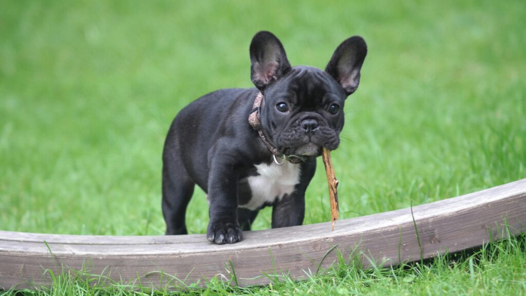 French bulldog adoption