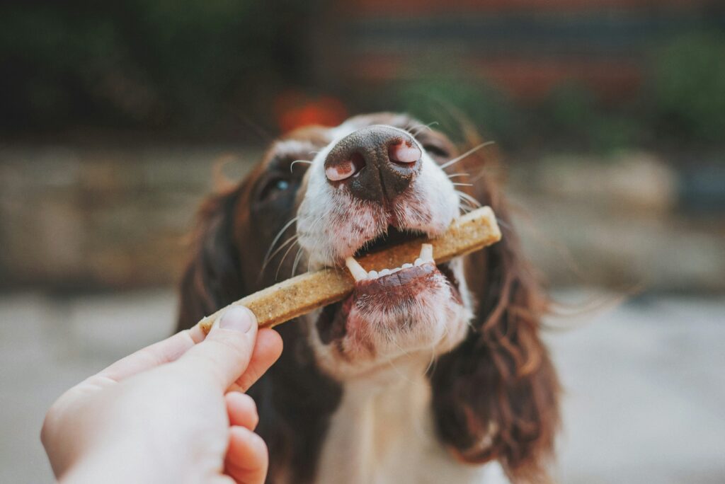 dog eating some homemade dog treats