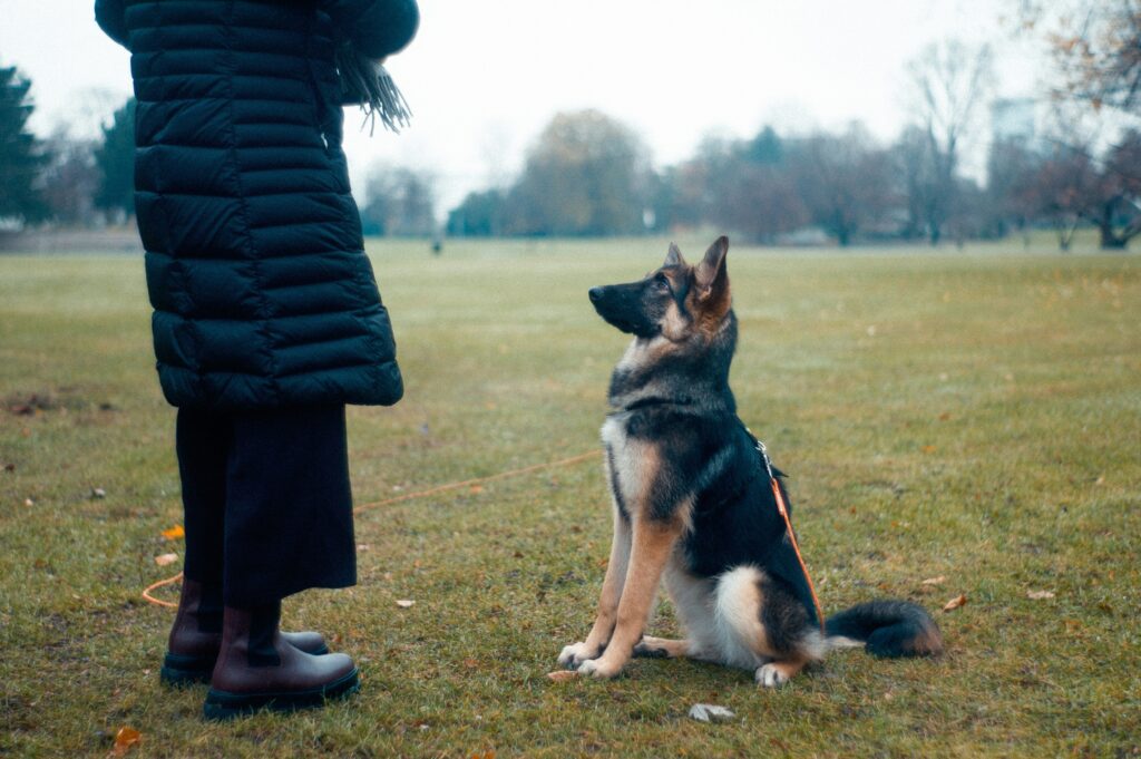 Easy Tricks to Teach A German Shepherd